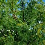 Acer buergerianum Habitus