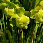Sarracenia flava Fula