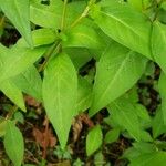 Polygonum persicaria Leaf