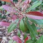 Photinia serrulata Leaf