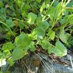 Rumex scutatus Hoja