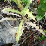 Carlina vulgaris 形態