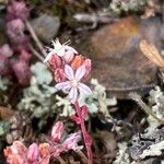 Sedum brevifolium Kvet