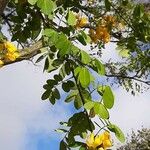 Senna bicapsularis Blatt