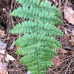 Dryopteris intermedia Hoja