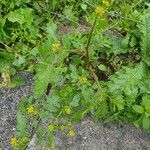 Rorippa palustris Flower