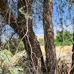 Prosopis cineraria Bark