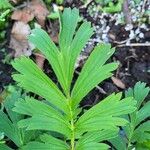 Geum triflorum Leaf