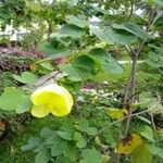 Bauhinia tomentosa Folha