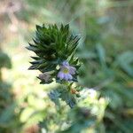 Euphrasia stricta പുഷ്പം