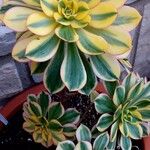 Aeonium decorum Feuille