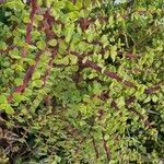 Portulacaria afraপাতা
