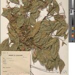 Platysepalum chrysophyllum Otro