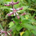 Cuphea racemosa Flower