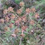 Peucedanum cervaria Fruto