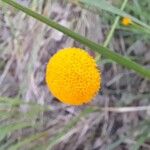 Leucanthemum virgatum 花