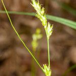 Carex remota 果實