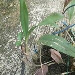 Bulbophyllum falcatum Hábito