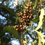 Searsia gueinzii Fruit