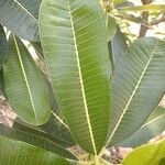 Plumeria obtusa Leaf