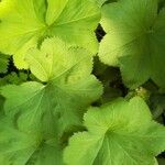 Alchemilla glabra Hoja