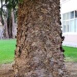 Araucaria cunninghamii Casca