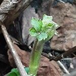 Clematis heracleifolia Feuille