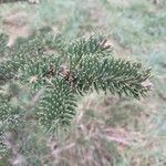 Abies lasiocarpa 葉