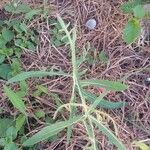 Launaea cornuta Hoja