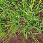 Heteropogon contortus Hoja