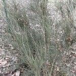 Retama monosperma Habit