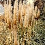 Cortaderia selloana Fruit