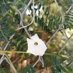 Ipomoea obscura Žiedas