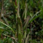 Arabis planisiliqua برگ