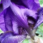 Iris pumila 花