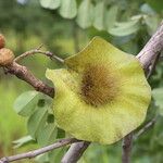 Pterocarpus angolensis Fruto