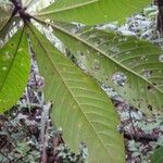 Duroia eriopila Leaf