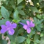 Barleria cristata Blad