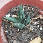 Haworthia limifolia Leaf