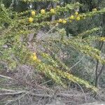 Acacia paradoxa 葉