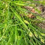 Carex vulpinoidea Flor