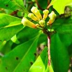 Syzygium aromaticum ᱵᱟᱦᱟ