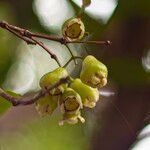 Syzygium samarangense Fruit