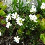 Cardamine resedifolia Buveinė