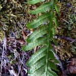 Polypodium vulgare Плод