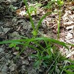 Carex intumescens Habitus