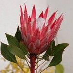 Protea cynaroidesBlomst