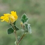 Medicago littoralis Blatt