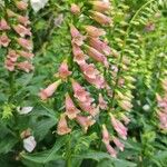 Digitalis × fucata Floro