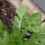 Tanacetum parthenium Blad